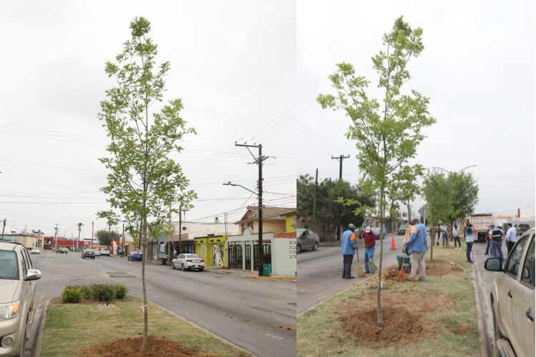 Emprenderá el Municipio campaña de reforestación