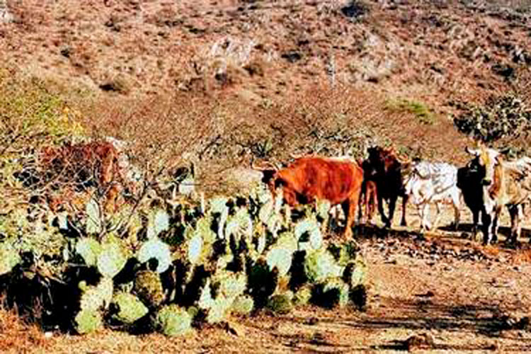 La sequía devora 950 municipios