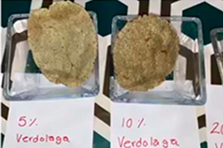 Plantean elaborar productos nutritivos a base de verdolaga