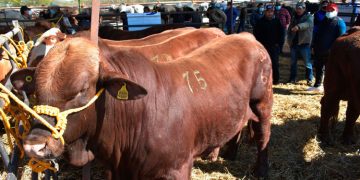 Dará Gobierno 2.6 mdp para “Mejoramiento Genético”