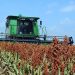 Restan 25% hectáreas por cosecha de sorgo