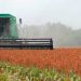 Trillan 70% de sorgo;  Venden en $5,300 tonelada