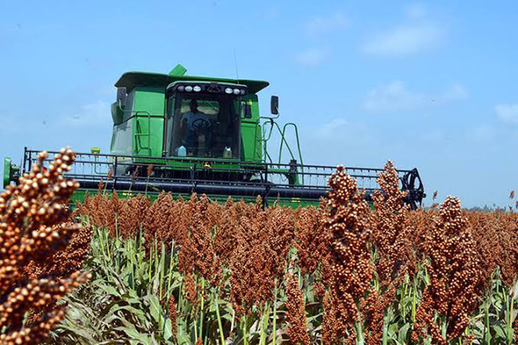 Restan 25% hectáreas por cosecha de sorgo