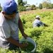 Tiene campo ‘abundancia’ de deudas en Tamaulipas