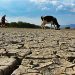 Una Tras Otra / Un cachorro muy soberbio