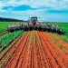 Se ‘desgrana’ producción de sorgo en Tamaulipas