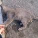 Envenenan gatos en el fraccionamiento Imperial