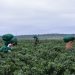 Abre Tamaulipas 570 plazas para  trabajar en EU y Canadá