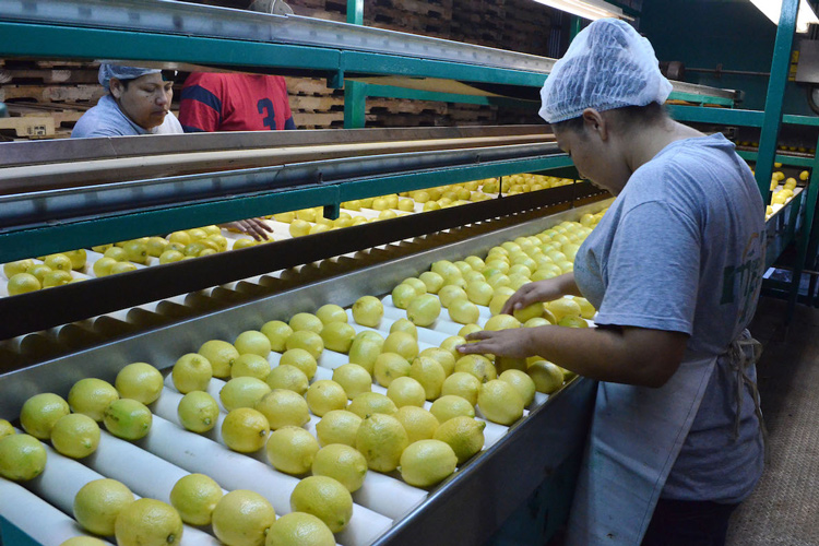 Baja producción de Limón pero salvan exportación a EU