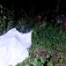 Motociclista muere ‘sembrado’ en un árbol