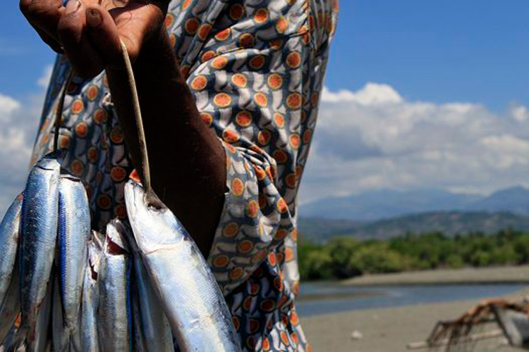 Afecta pesca ilegal al 30% de la producción en Tamaulipas