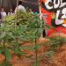 Ahora sí, mariguana para uso recreativo; alistan nueva discusión