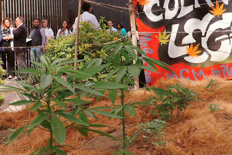 Ahora sí, mariguana para uso recreativo; alistan nueva discusión