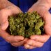 Recurren a SCJN para despenalizar “posesión simple de marihuana”