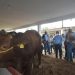 Logra Aldama convertirse en la capital ganadera de Tamaulipas