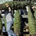 Profepa verifica importación de Árboles para navidad
