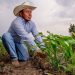 Producirán en Tamaulipas maíz blanco libre de aflatoxinas y de glifosato