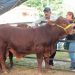 Entrará el USDA a revisar ganado en Tamaulipas