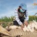 Producirán en Tamaulipas maíz blanco libre de aflatoxinas y de glifosato