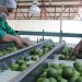 Aprovechan ciudadanos última semana del 100% de descuento en el predial