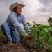 Libera Federación 196 mdp para productores del distrito 025