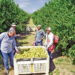 Aseguran que demanda contra limoneros de Jaumave no procederá