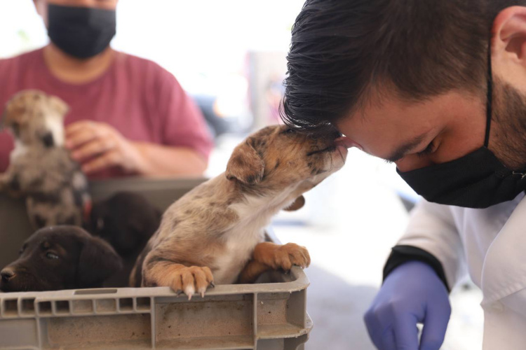 Sancionarán a quienes no respeten los derechos de los animales