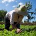 Productores de México en desventaja frente a EU