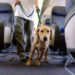 Llevan a 134 mil mascotas de vacaciones por el mundo