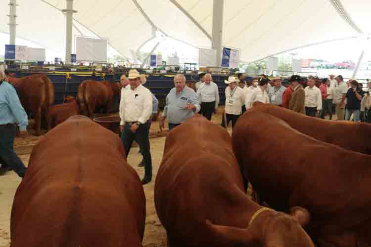 “Sacar adelante la ganadería, un reto de los muchos que hemos superado”: Gobernador