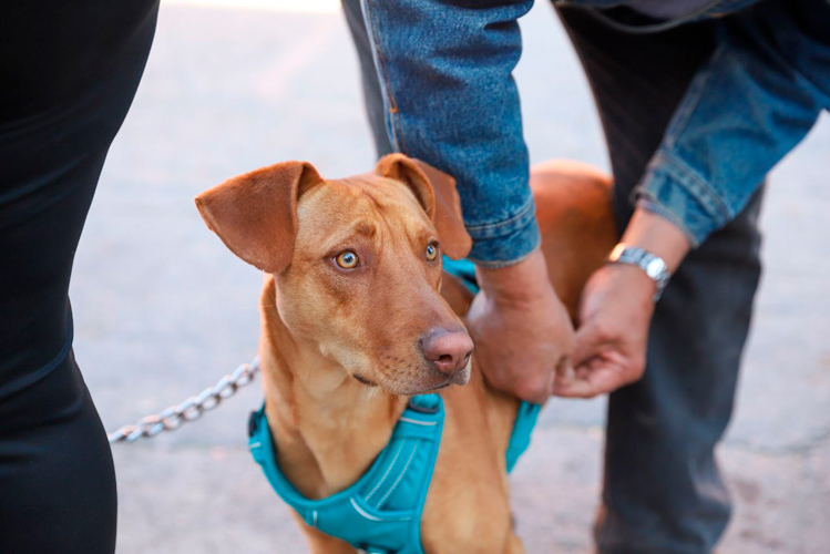 Nuevo Laredo facilita esterilización para 200 animales domésticos
