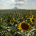 Continúan turistas visitando campos de girasoles