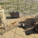 Multa Nuevo Laredo maltrato animal