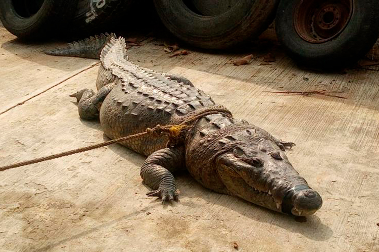 Cocodrilos se salen de su hábitat a ‘pasear’ en Ciudad Madero