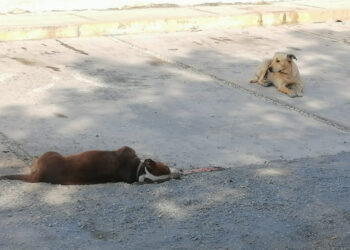 Envenenan a animalitos en la colonia Independencia