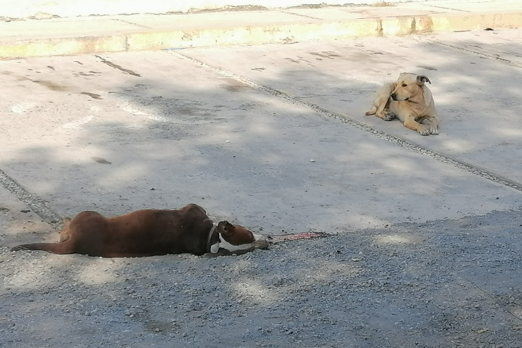 Envenenan a animalitos en la colonia Independencia