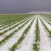 Invita gobierno a productores pecuarios a proponer iniciativas para la Ley Ganadera del Estado de Tamaulipas