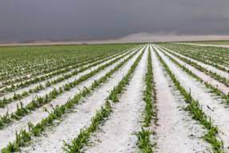 Invita gobierno a productores pecuarios a proponer iniciativas para la Ley Ganadera del Estado de Tamaulipas