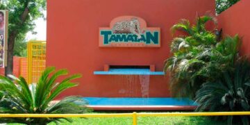 Muere leona trasladada del Santuario Black Jaguar-White Tiger a Tamatán