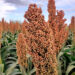 Apoyarán a productores de sorgo con subsidios