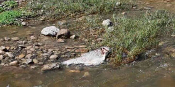 Mueren peces en canales de San Fernando