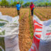 Entregan en Tamaulipas “Fertilizantes para el Bienestar”