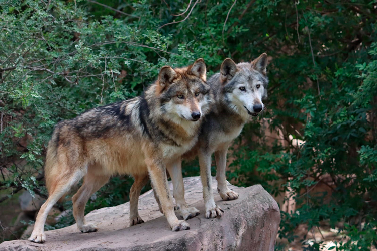 Participa Tamaulipas en Programa Binacional del Lobo Gris Mexicano