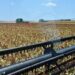 Sorgo debe estar en productos de primera necesidad: JGL