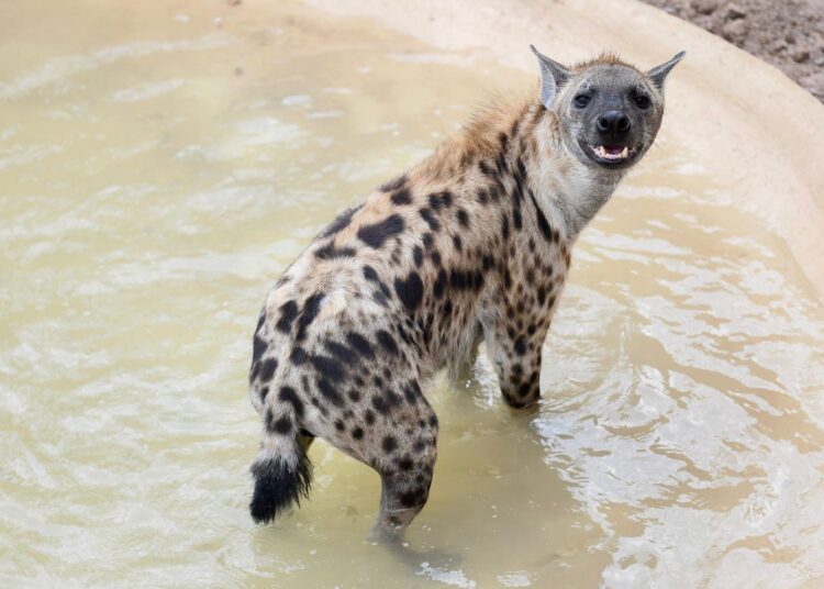 Zoológico de Nuevo Laredo Implementa Medidas para Proteger a Especies del Calor Extremo