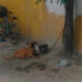 Multan en Reynosa  a infractores por maltrato a mascotas