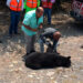 Guardia Estatal atiende reporte de oso muerto en Carretera Federal 83