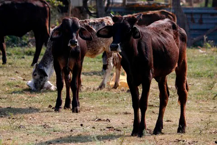 Implementarán apoyo para ganaderos afectados por la sequía