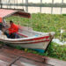 Lirio acuático invade márgenes del río Pánuco