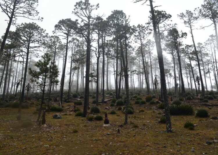 Fortalece Tamaulipas medidas para proteger reservas naturales